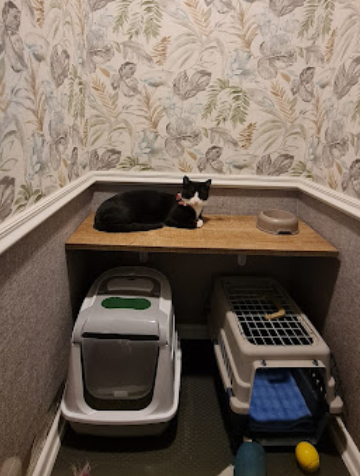 Çoklu Kedi Odası - image 1