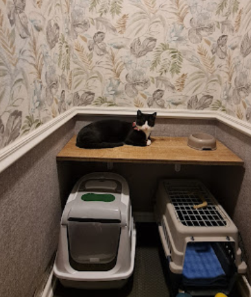 Hiperaktif Kedi Odası - image 1
