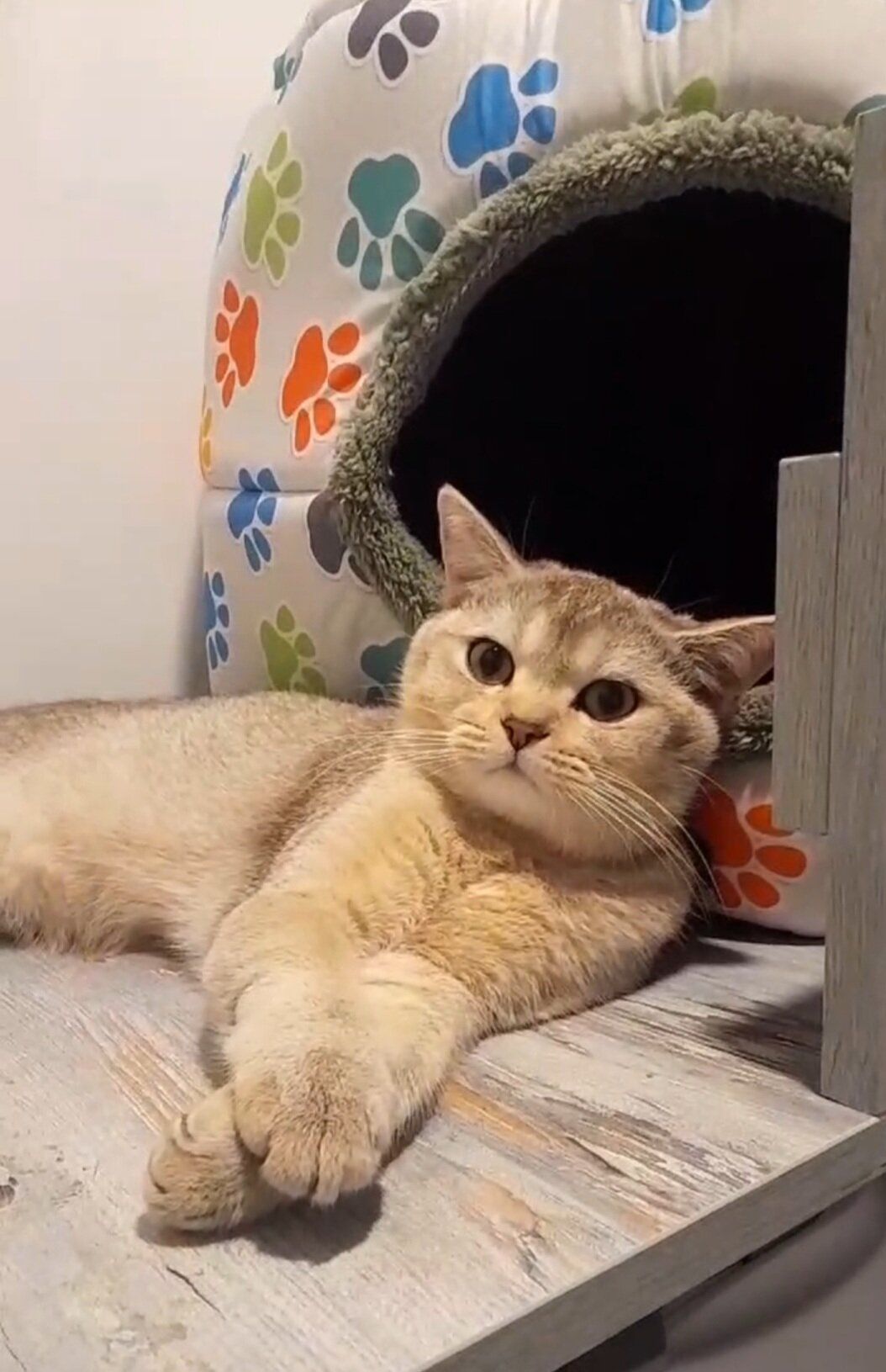 HEPSİ PATİME CAT'S OTEL ANTALYA'NIN KEDİ OTELİ