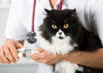 Kedi Köpek Tırnak Kesimi - image 1