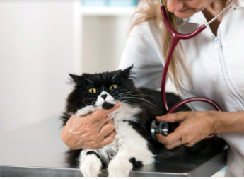 Pet Analizi - image 1