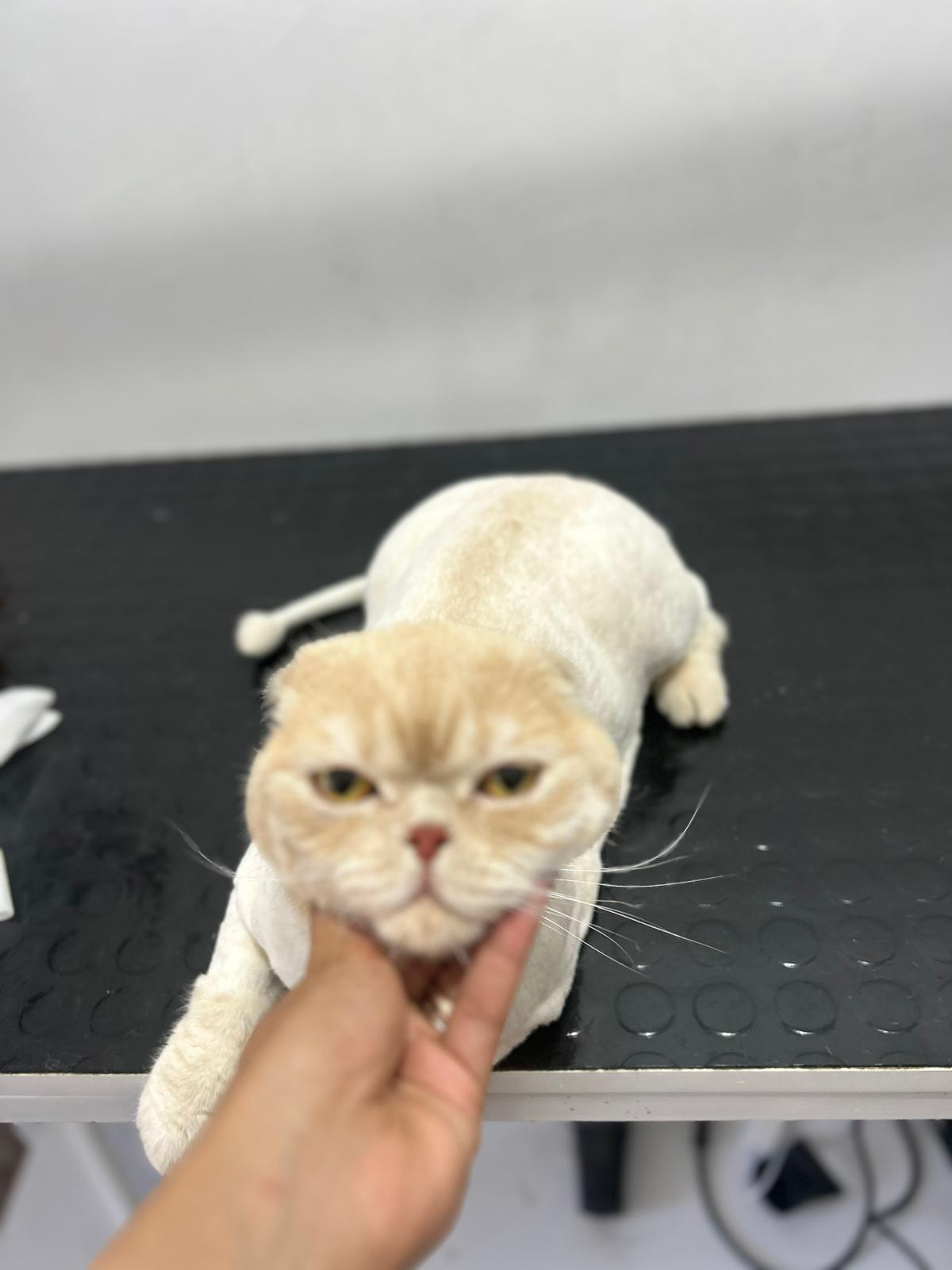 Beyoğlu Petshop Pet kuaför - image 1