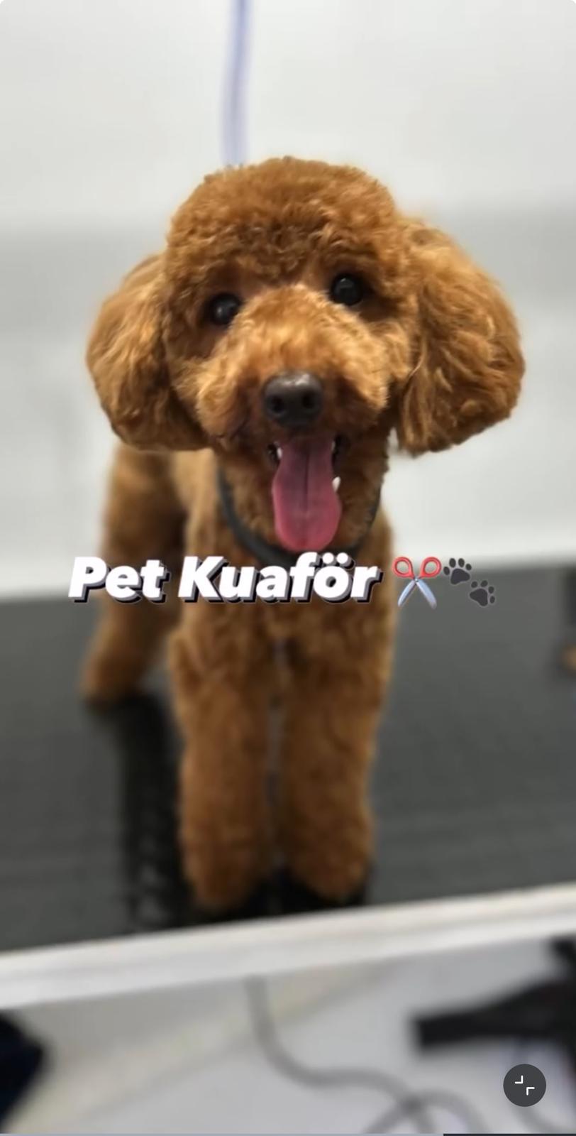 Beyoğlu Petshop Pet kuaför - image 5