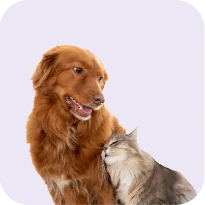 Pets category banner